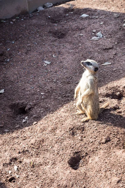 Une Grande Famille Suricate Est Dans Zoo Sous Ciel Ouvert — Photo