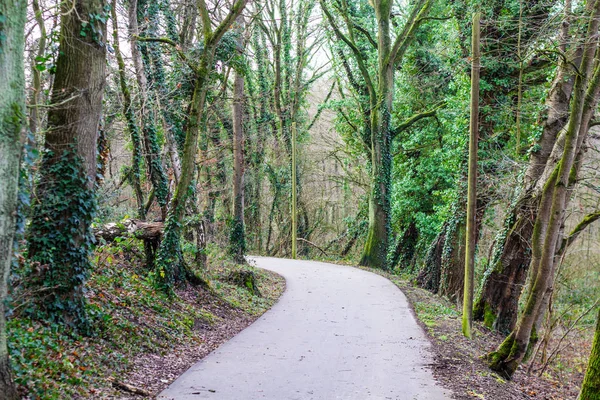 Different Trees Stand Foliage Small Path Forest — Stock Photo, Image