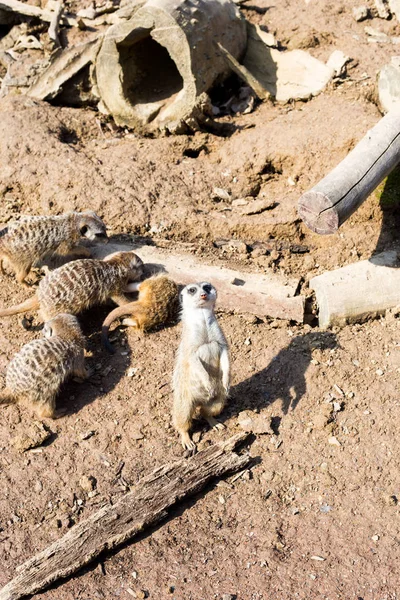 Uma Grande Família Meerkat Está Zoológico Sob Céu Aberto — Fotografia de Stock