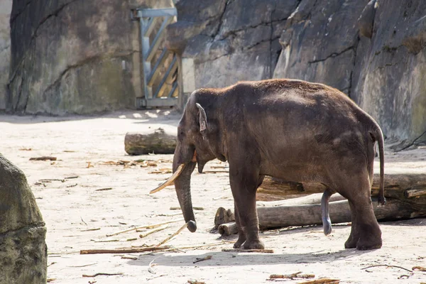 Una Familia Elefantes Está Día Soleado Zona Aire Libre —  Fotos de Stock