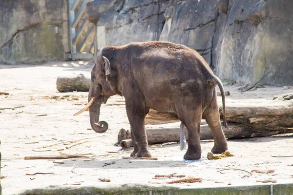 bir fil aile açık alandadır güneşli günde