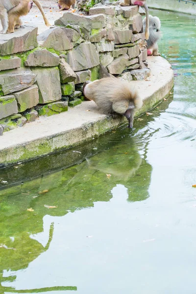 Duża Grupa Małp Pawiany Karmienie Zoo Kolonii — Zdjęcie stockowe