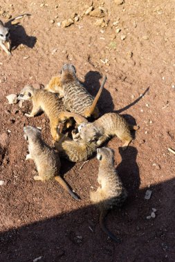 Büyük aile mirket açık havada bir hayvanat bahçesi olduğunu