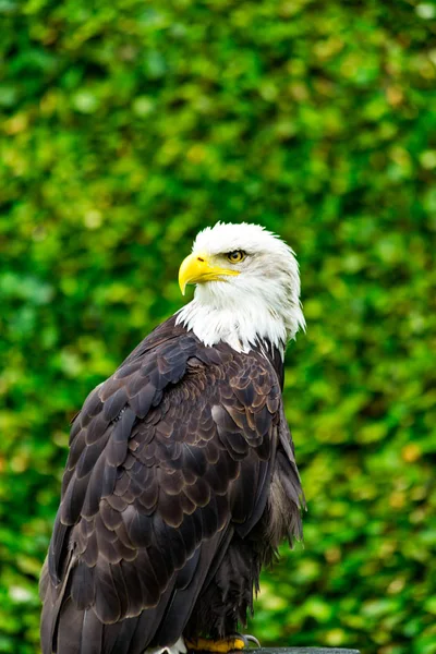 The eagle looks at the spectators from different angles and wait