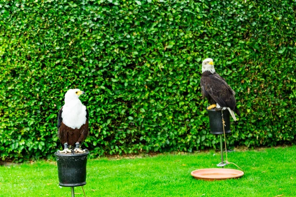 The eagle looks at the spectators from different angles and wait