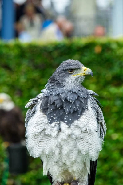 The eagle looks at the spectators from different angles and wait