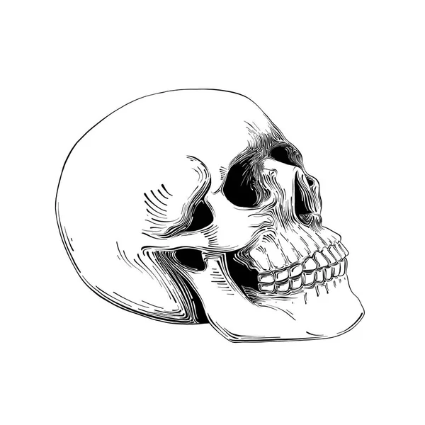 Dibujo dibujado a mano de Skull en negro aislado sobre fondo blanco . — Archivo Imágenes Vectoriales