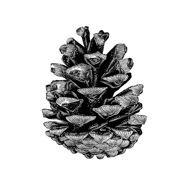 Pinecone 검은색 배경에 고립의 손으로 그려진된 밑그림 빈티지 스타일 드로잉 — 스톡 벡터