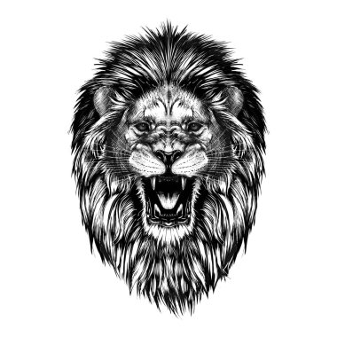 Siyah beyaz arka plan üzerinde izole aslan kafasından el çizilmiş kroki.