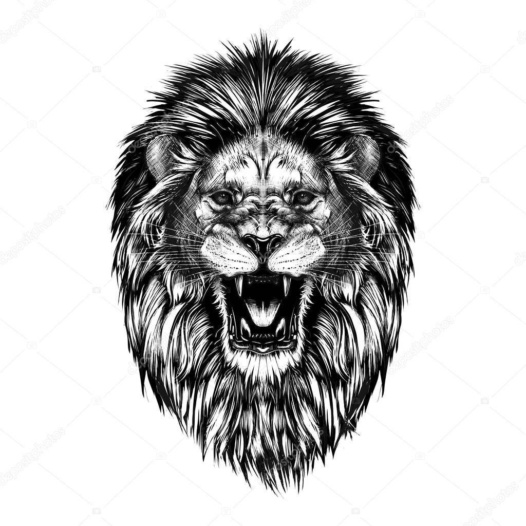 Hand drawn sketch of lion head in black isolated on white background.