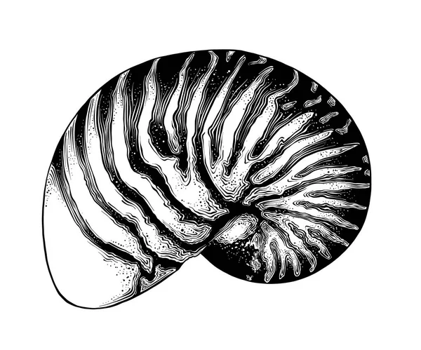 黒白い背景で隔離のオウムガイの殻の手描きのスケッチ。ビンテージ スタイル図面を詳しく説明します。ベクトル図 — ストックベクタ