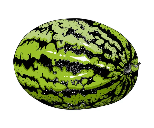 Handgezeichnete Skizze Einer Wassermelone Farbe Isoliert Auf Weißem Hintergrund Detaillierte — Stockvektor