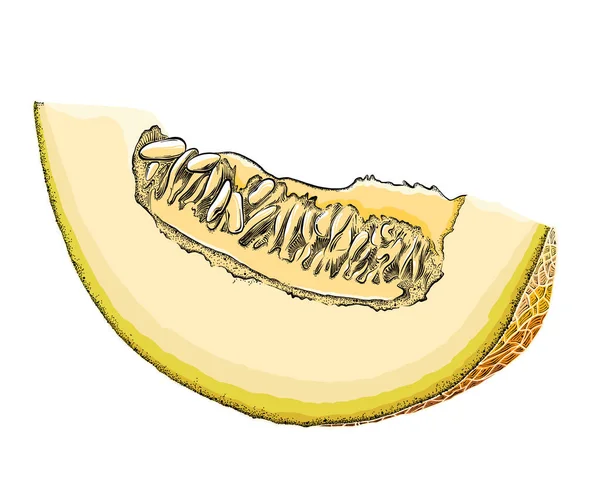 Un boceto dibujado a mano de un melón cortado en color, aislado sobre un fondo blanco. Dibujo detallado en el estilo de la cosecha. Ilustración vectorial — Archivo Imágenes Vectoriales