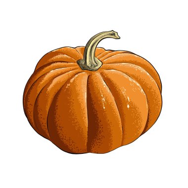 Renk, beyaz arka plan üzerinde izole kabak el çizilmiş kroki. Vintage tarzı çizim ayrıntılı. Vektör çizim