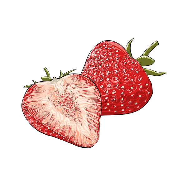 Hand ritad skiss av jordgubb i färg, isolerad på vit bakgrund. Detaljerade vintage stil ritning, för affischer, dekoration och print. Vektorillustration — Stock vektor