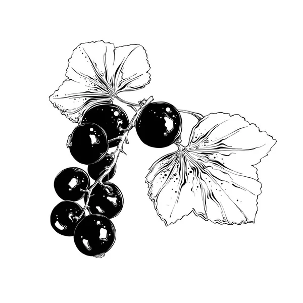 Hand ritad skiss av vinbär i svart. Isolerade på vit bakgrund. Ritning för affischer, dekoration och print. Vektorillustration — Stock vektor