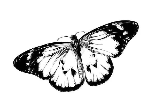 Esboço desenhado à mão de borboleta na cor preta. Isolado em fundo branco. Desenho para cartazes, decoração e impressão. Ilustração vetorial — Vetor de Stock