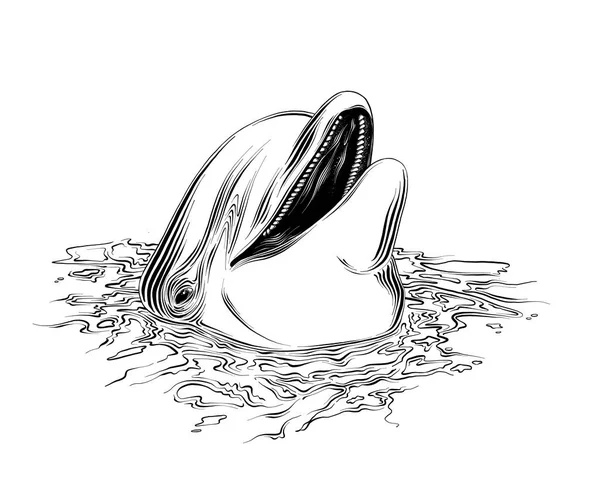 Desenho vetorial de golfinho na cor preta, isolado no fundo branco. Ilustração gráfica, desenho manual. Desenho para cartazes, decoração e impressão. Ilustração vetorial —  Vetores de Stock