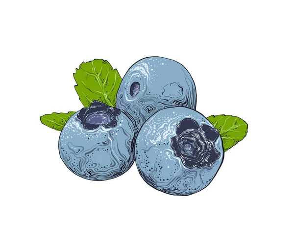 Handgezeichnete Skizze von Blaubeeren in Farbe. isoliert auf weißem Hintergrund. Zeichnung für Plakate, Dekoration und Druck. Vektorillustration — Stockvektor