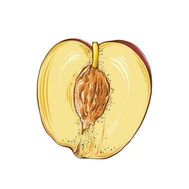 Renkli yarım şeftali el çizilmiş kroki. Beyaz arka planda izole edilmiş. Posterler, dekorasyon ve baskı için çizim. Vektör çizimi