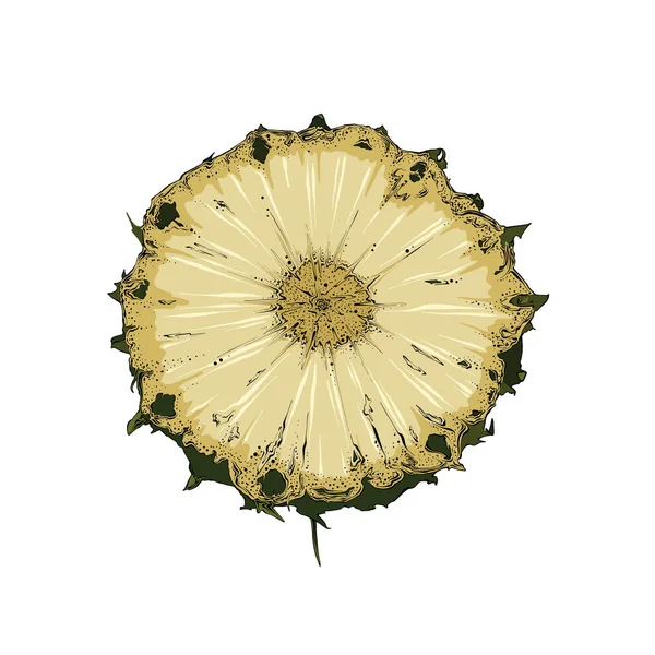 Ручной рисунок кусочка ананаса в цвете. Изолированный на белом фоне. Рисование плакатов, оформление и печать. Векторная иллюстрация — стоковый вектор