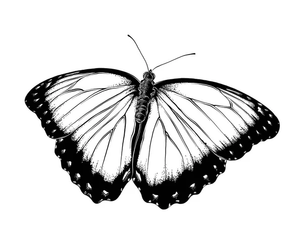 Dibujo dibujado a mano de mariposa en color negro. Aislado sobre fondo blanco. Dibujo para carteles, decoración e impresión. Ilustración vectorial — Vector de stock