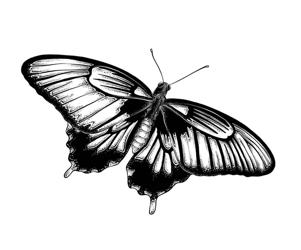 Esquisse dessinée à la main de papillon en couleur noire. Isolé sur fond blanc. Dessin pour affiches, décoration et impression. Illustration vectorielle — Image vectorielle