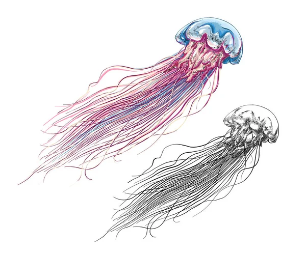 白い背景に隔離された色のクラゲの手描きのスケッチ。ヴィンテージのスタイルで詳細な図面。ベクターイラスト — ストックベクタ