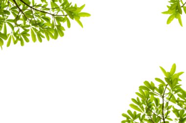Beyaz arka planda yeşil yaprakları, kırpma yolu ile