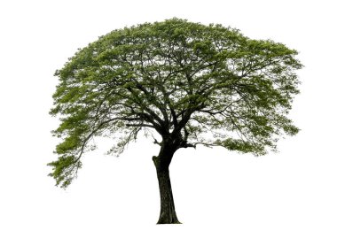 Beyaz arka planda izole ağaçlar, kullanılan izole tropikal ağaçlar