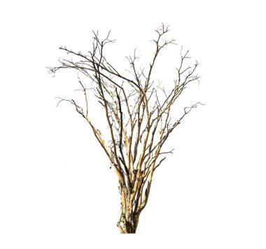 Beyaz arka planda izole ölü ağaçlar, tropikal ağaçlar izole