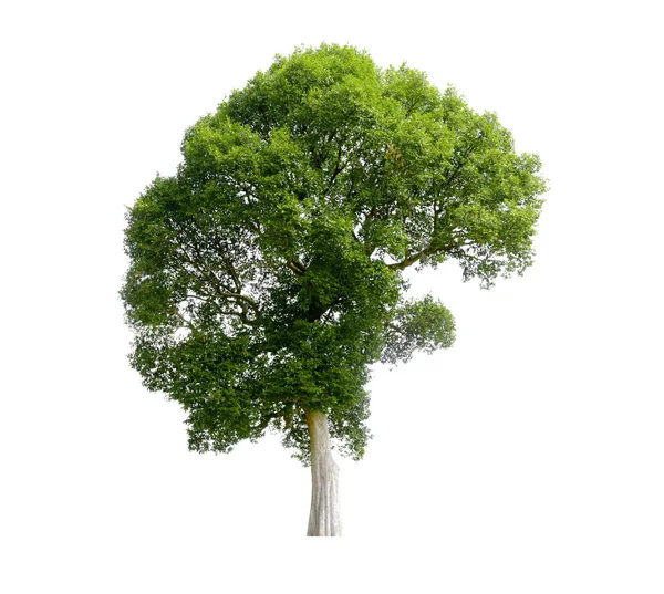 Träd isolerade på vit bakgrund, tropiska träd isolerade används — Stockfoto