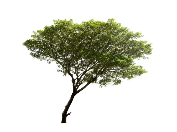 Beyaz arka planda izole ağaçlar, kullanılan izole tropikal ağaçlar — Stok fotoğraf