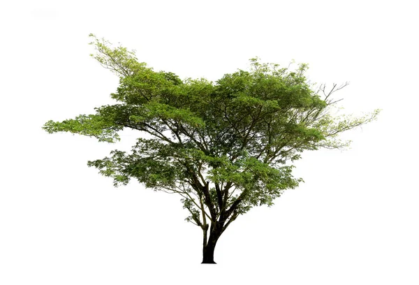 Drzewa izolowane na białym tle, drzewa tropikalne na białym tle — Zdjęcie stockowe