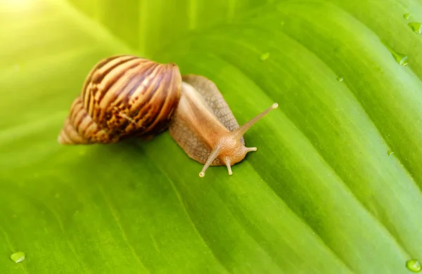 Caracol curioso no jardim em folha verde — Fotografia de Stock