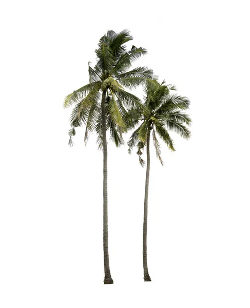 Beyaz arka planda izole Hindistan cevizi ağaçları, tropikal ağaçlar Isola — Stok fotoğraf