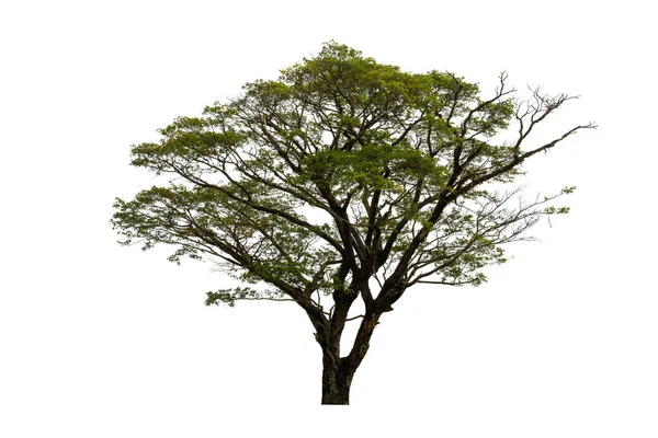 在白色背景上隔离的树木,使用隔离的热带树木 — 图库照片