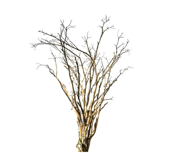 Beyaz arka planda izole ölü ağaçlar, tropikal ağaçlar izole