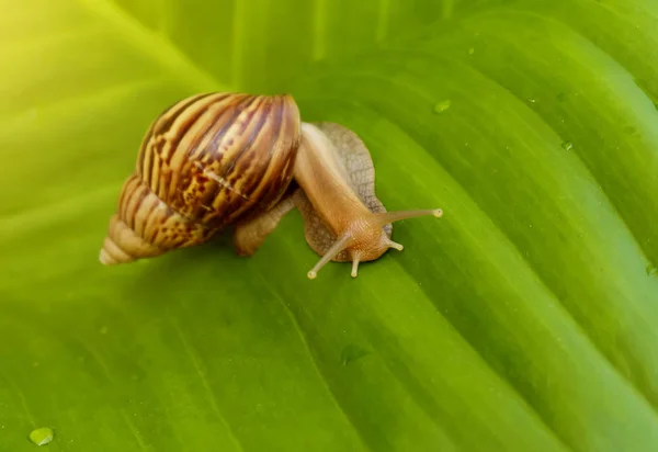 Caracol curioso no jardim em folha verde — Fotografia de Stock