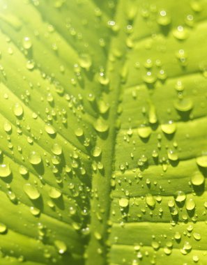 Su damlaları ile güzel yeşil yaprak