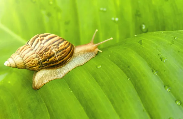 Curious snail in the garden on green leaf — Stock Photo, Image