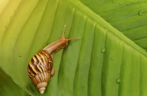 Curious snail in the garden on green leaf — Stock Photo, Image