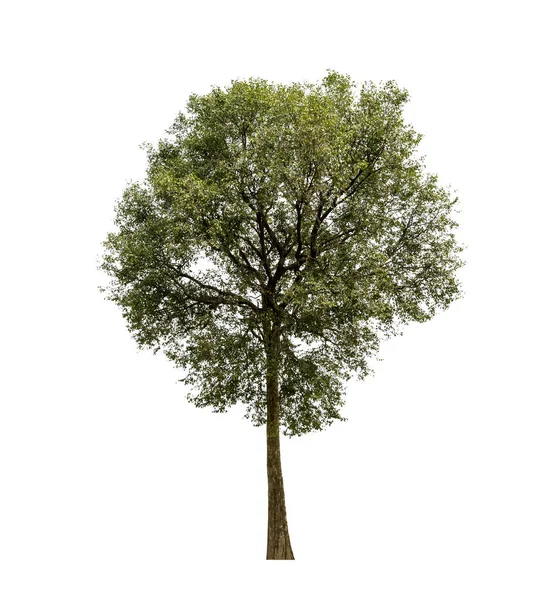 Δέντρα απομονωμένα σε λευκό φόντο, τροπικά δέντρα απομονωμένα που χρησιμοποιούνται — Φωτογραφία Αρχείου