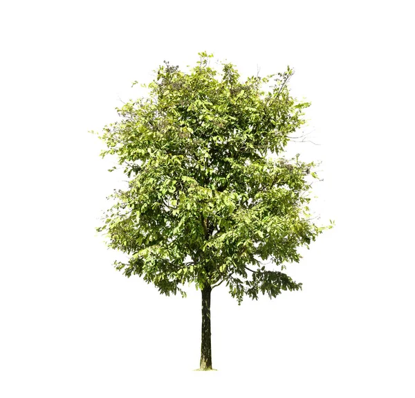 Bomen geïsoleerd op witte achtergrond, tropische bomen geïsoleerd gebruikt — Stockfoto