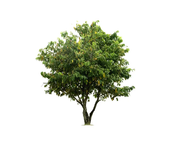 흰색 배경에 고립 된 나무, 열대 나무 고립 된 사용 — 스톡 사진