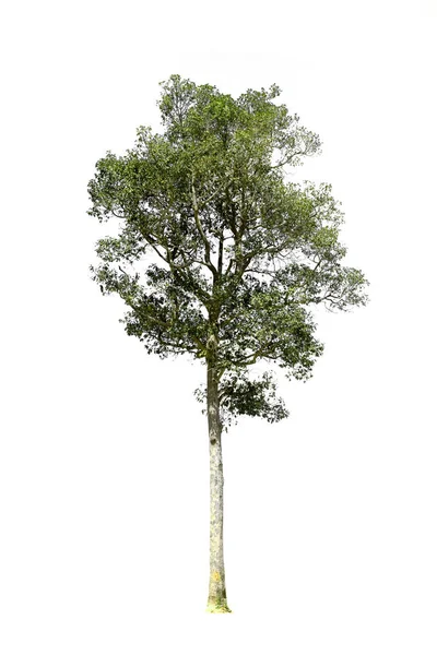 Дерева ізольовані на білому тлі, тропічні дерева ізольовані — стокове фото