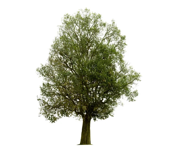 Δέντρα απομονωμένα σε λευκό φόντο, τροπικά δέντρα απομονωμένα που χρησιμοποιούνται — Φωτογραφία Αρχείου