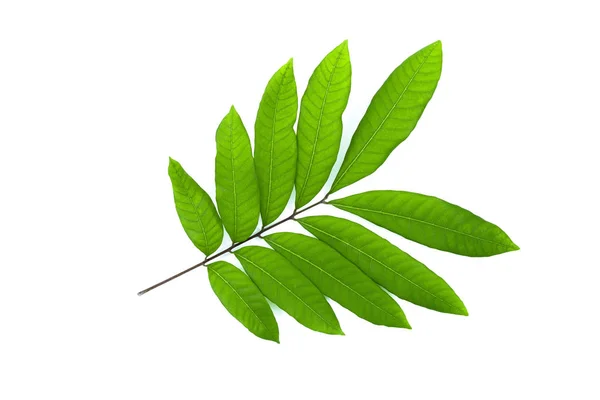 Folha verde isolada sobre um fundo branco — Fotografia de Stock