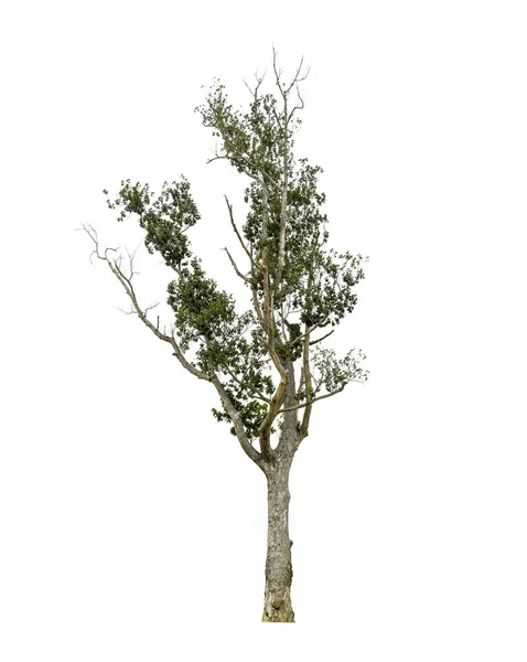 흰색 배경에 고립 된 나무, 열대 나무 고립 된 사용 — 스톡 사진
