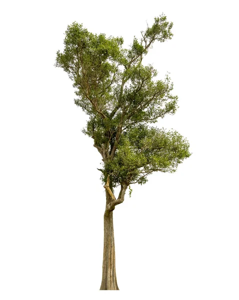 Bomen geïsoleerd op witte achtergrond, tropische bomen geïsoleerd gebruikt — Stockfoto